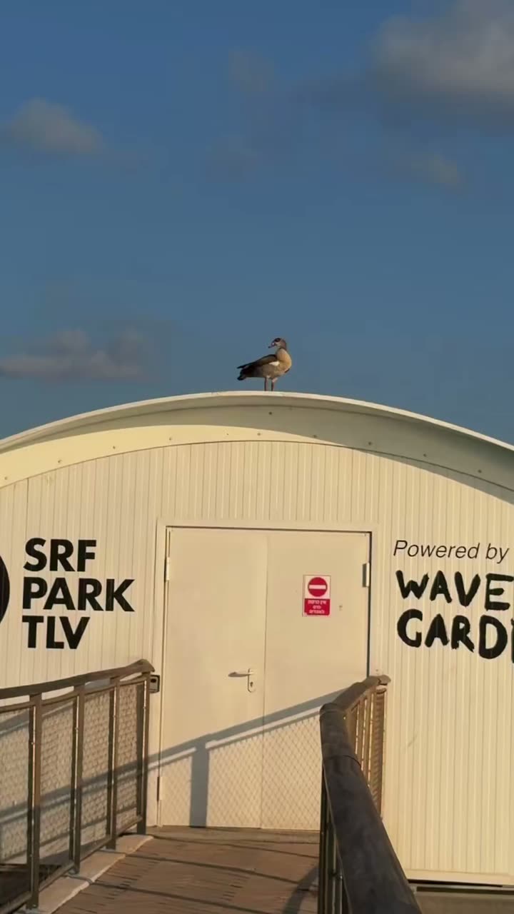 Serf Park - TLV